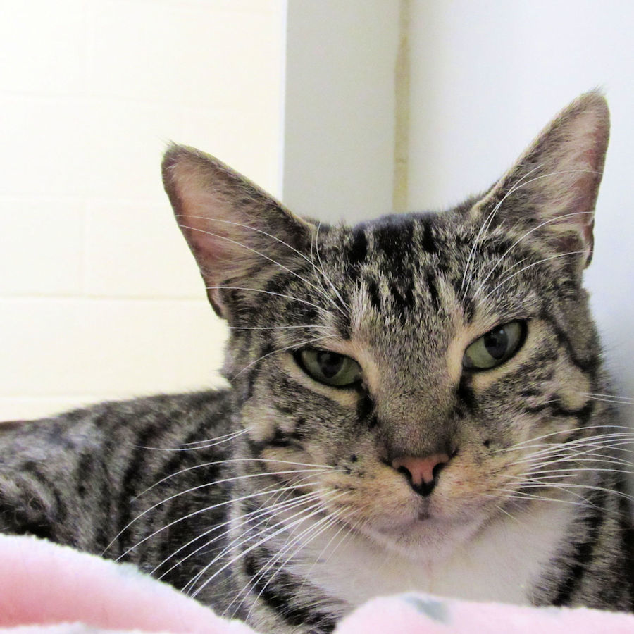 Indian River Pet of the Week - Week of May 22, 2020